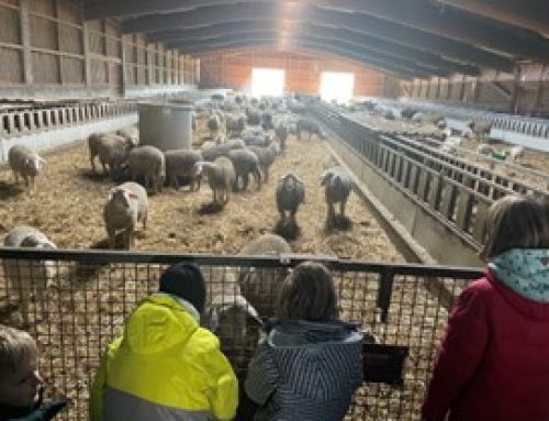 Kids: Ein Tag rund um`s Schaf – 24.01.2026